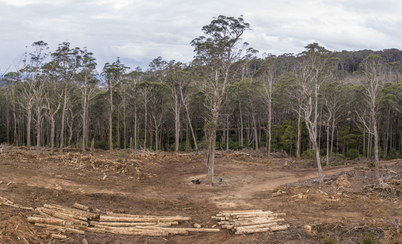 Logging in Tallaganda State Forest, NSW.