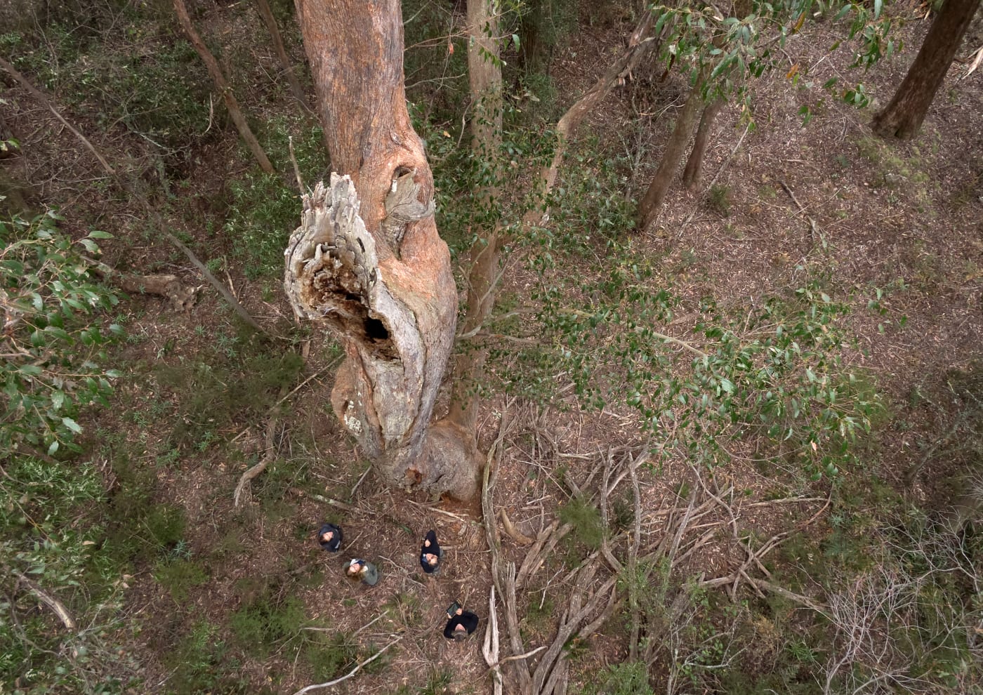 A greater glider den tree in Tallaganda State Forest, NSW. Tallaganda State Forest is one of the last remaining strongholds for Endangered greater gliders and is at risk of continued logging.