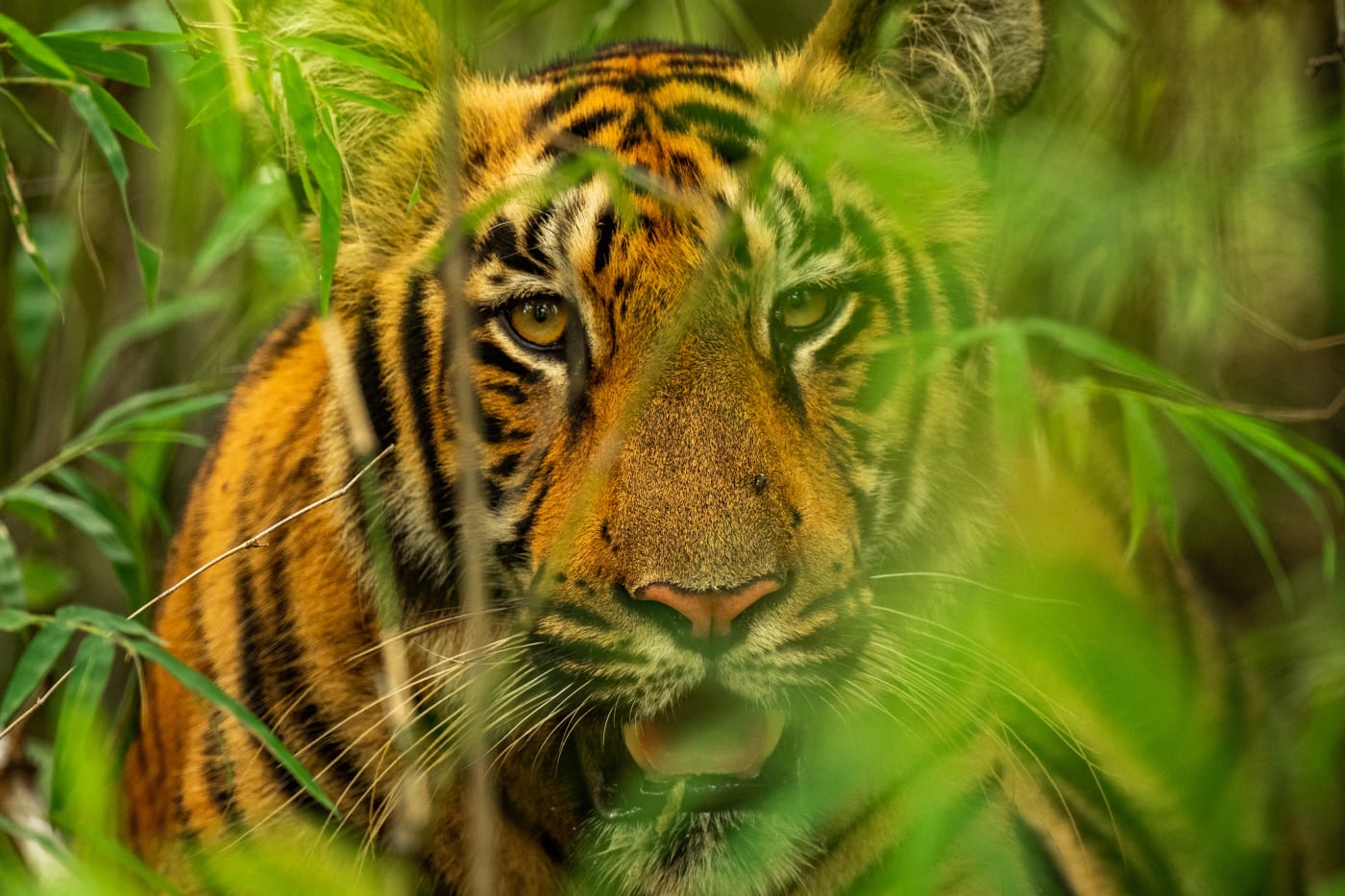 Tiger photographed at Tadoba Andhari Tiger Reserve, India.