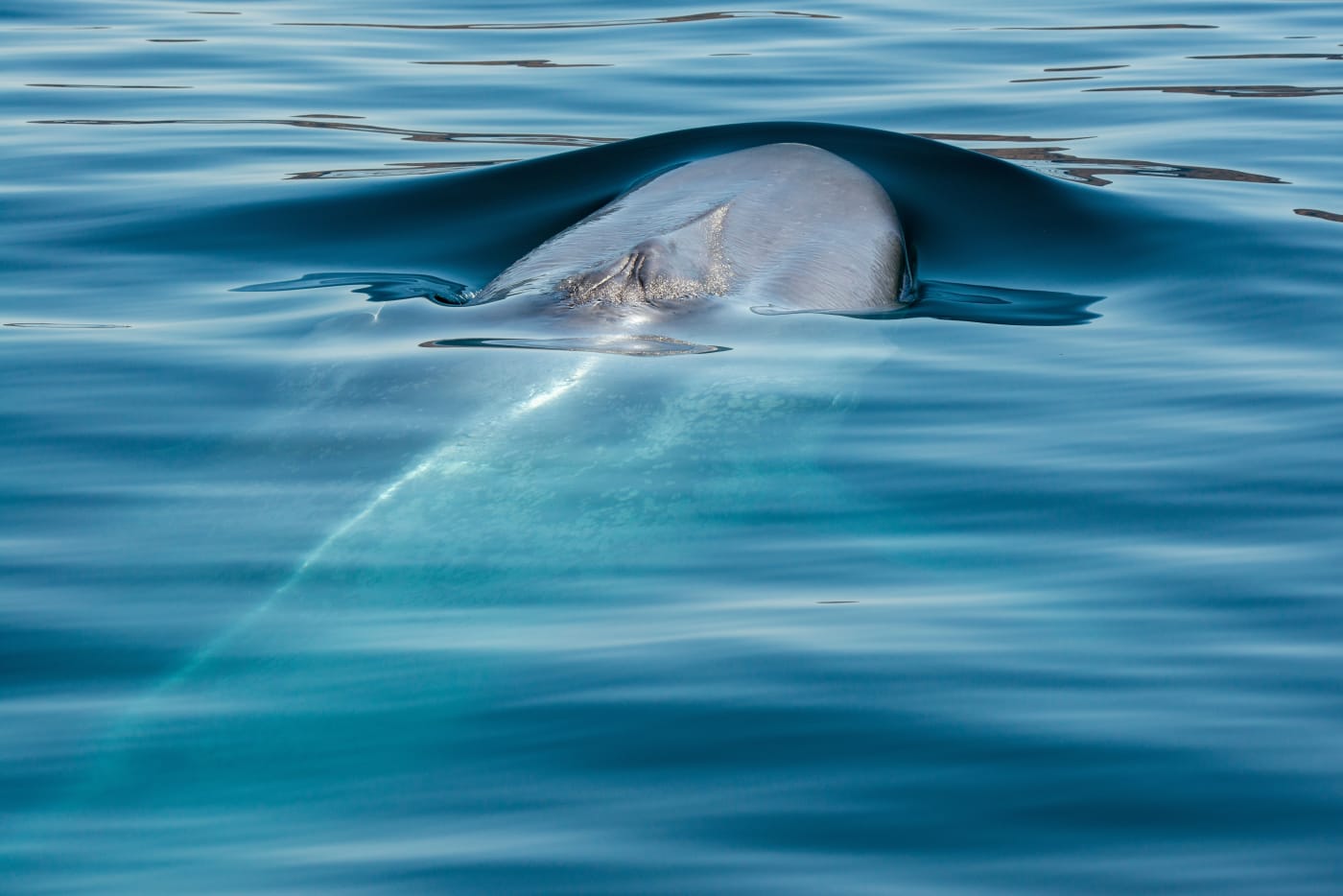 Blue whale breaching in the sea, Baja California, Mexico