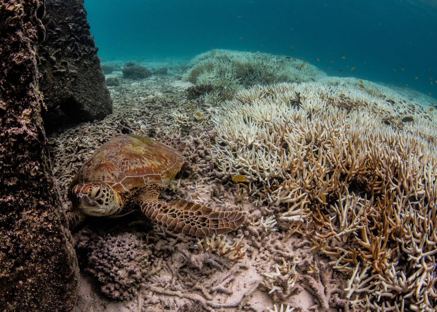 Turtle lies on top of bleached coral on the Southern Great Barrer Reef, Jan-March 2024