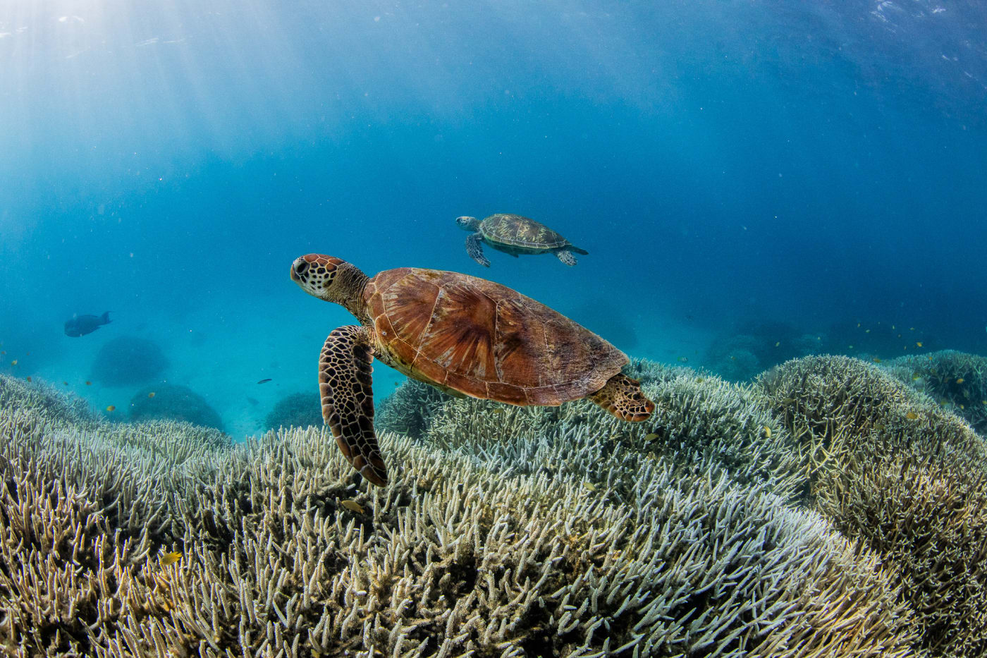Two turtles swim over a landscape of bleached coral on the Southern Great Barrer Reef, Jan-March 2024