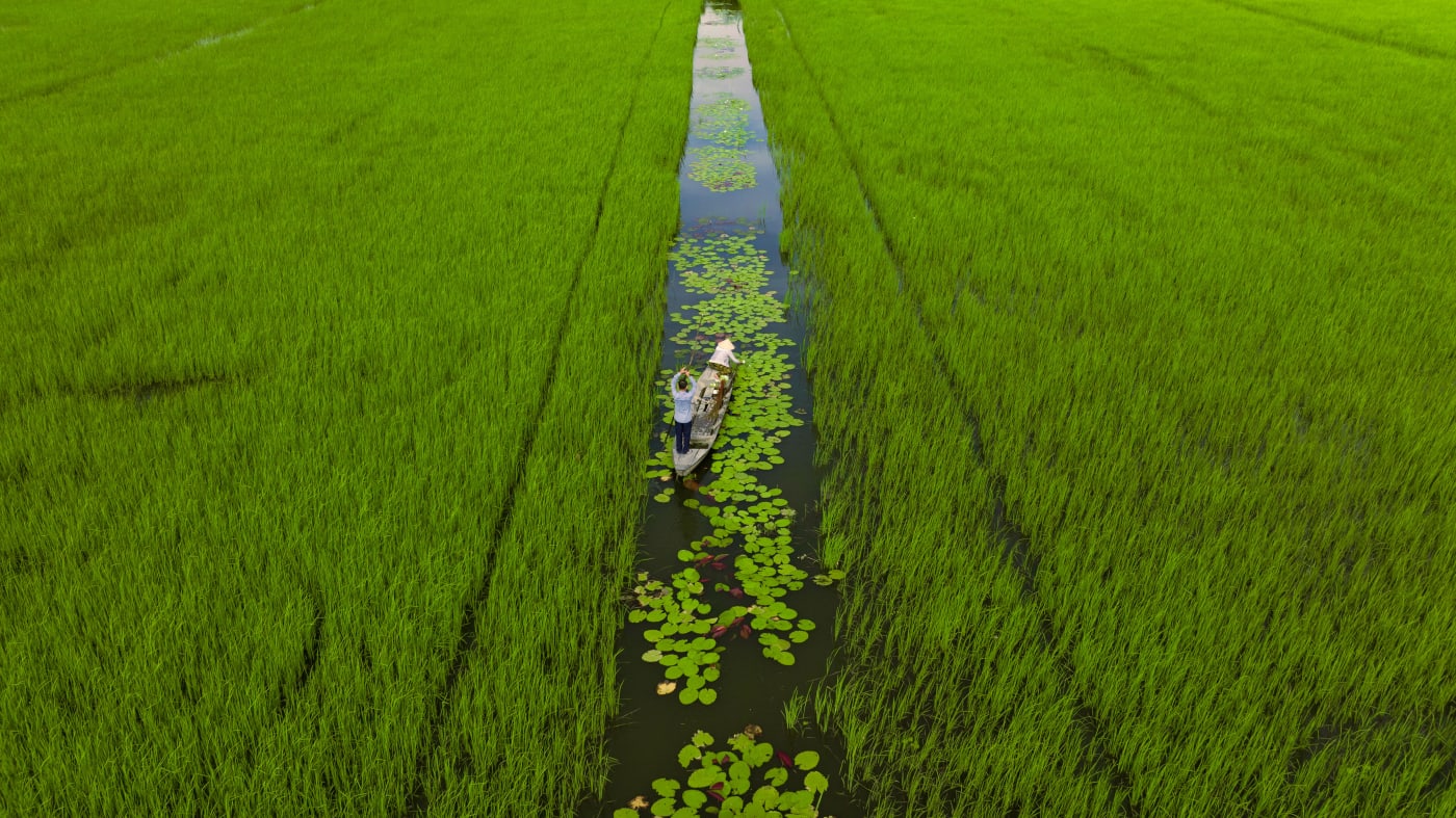 Floating rice field in Vietnam