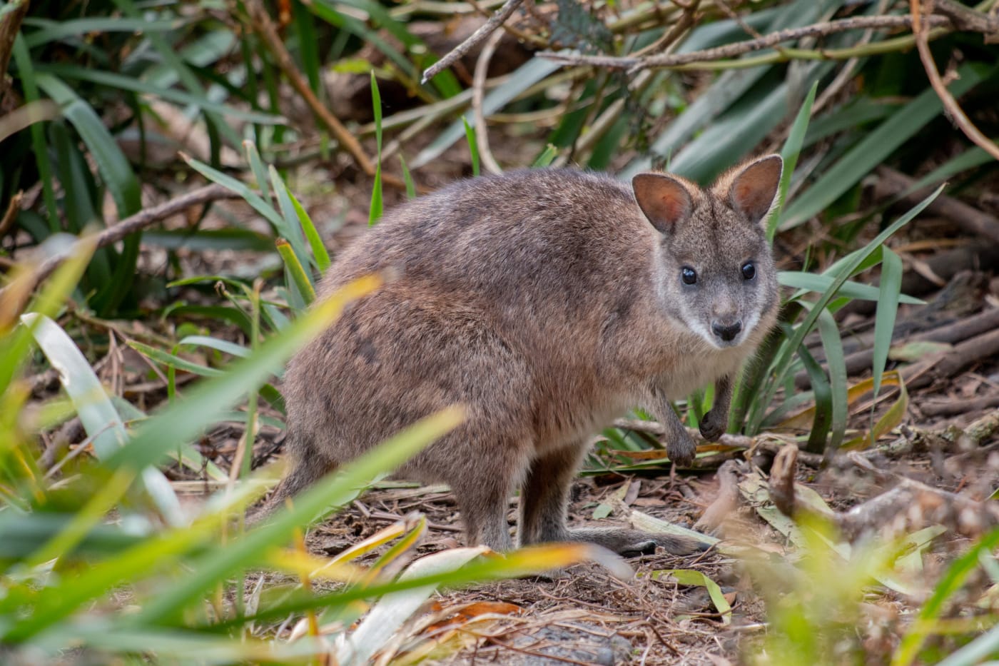 A parma wallaby on the Mount Wilson property of conservationist Peter Pigott. Mr Pigott helped bring a group of wallabies back to Australia from New Zealand in 1969 after the species was thought to be extinct.