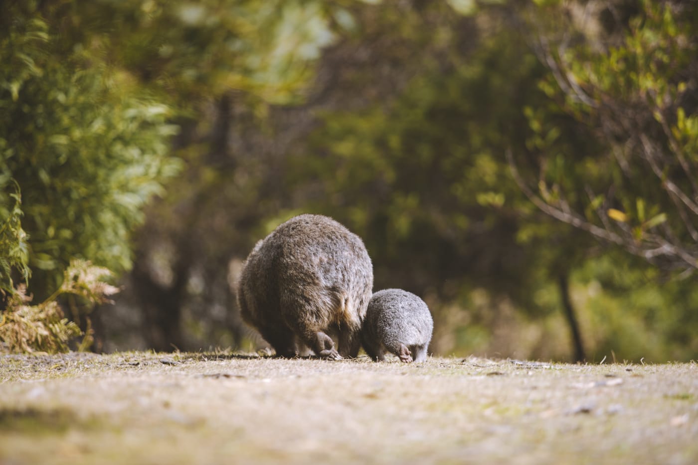 Wombat and her joey on Maria Island, Tasmania