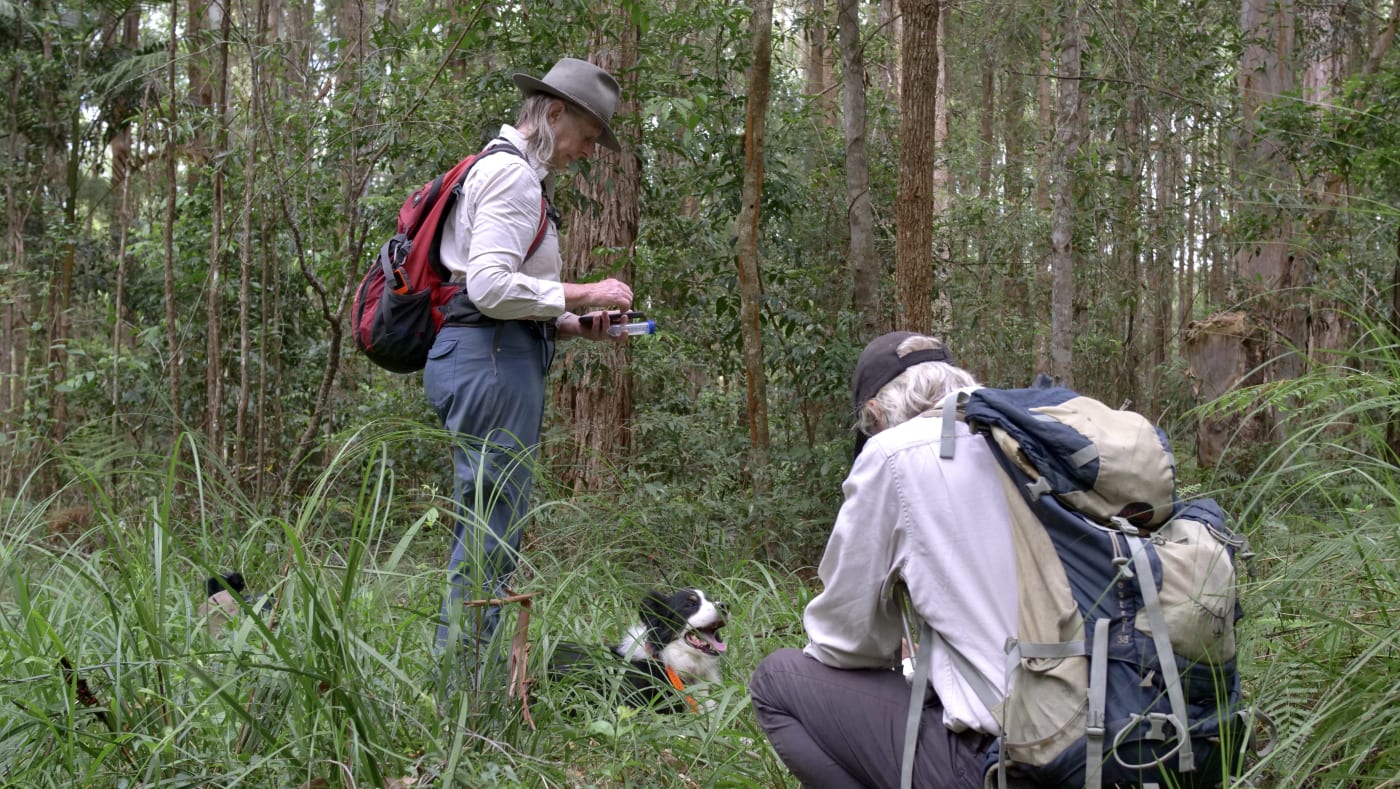 A poo-sniffing English springer spaniel named Max has struck gold - identifying a new group of koalas inland of Coffs Harbour that appear to be chlamydia free and genetically different to the rest of the koala population.
Chlamydia is one of the leading causes of the catastrophic decline in koala numbers and populations free of the disease are rare.