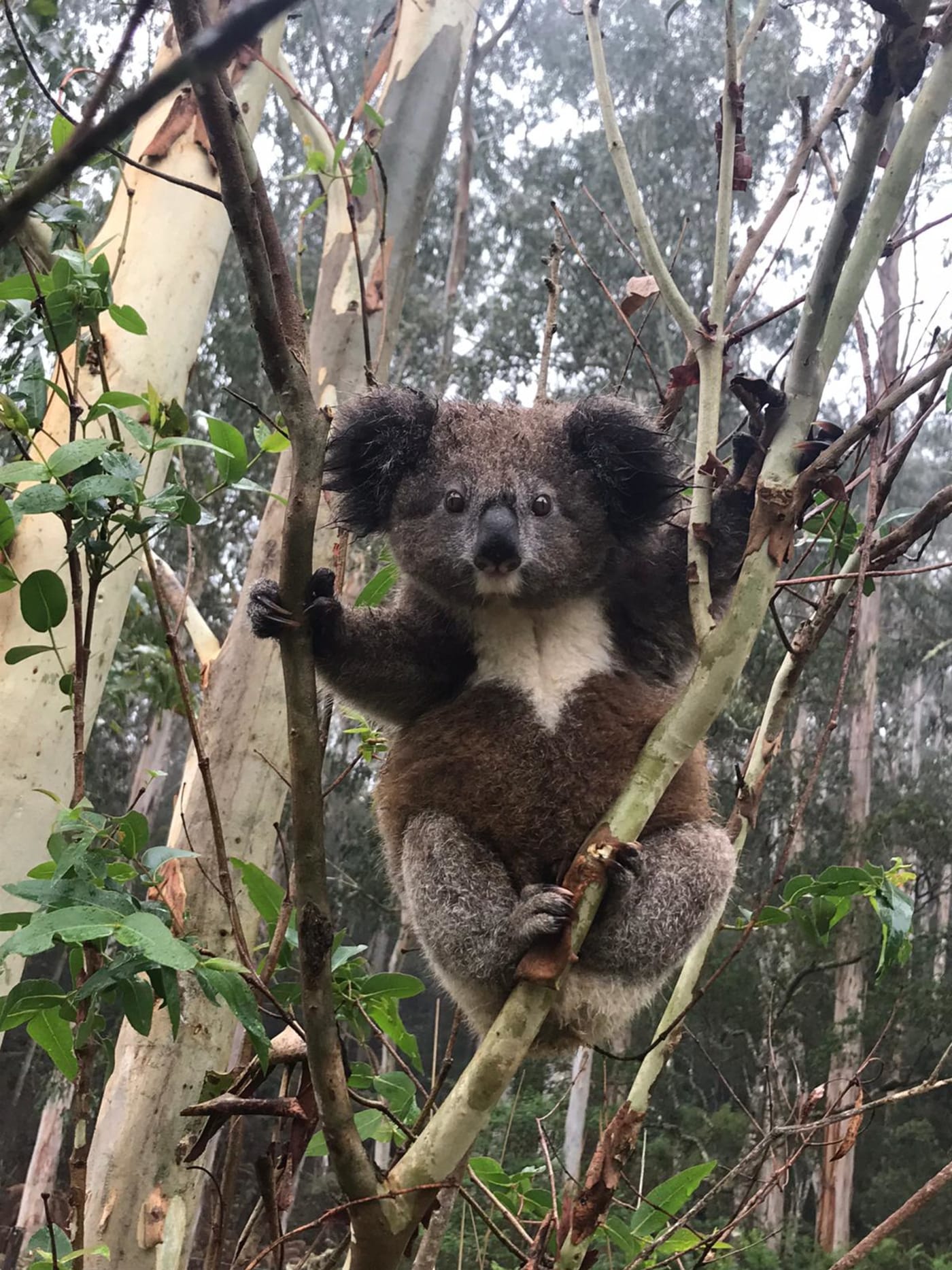 A young koala on Dorrigo Plateau where a group of chlamydia-free koalas were discovered. These koalas look different to other koalas in the with thicker, darker fur.