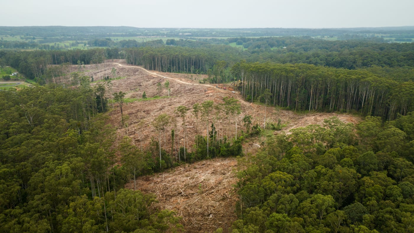 Aftermath of clear felling in Pine Creek State Forest.

A four year study that analysed DNA and other information from koala scats has led to a much better understanding of koalas in the Coffs Harbour and Bellingen local government areas.