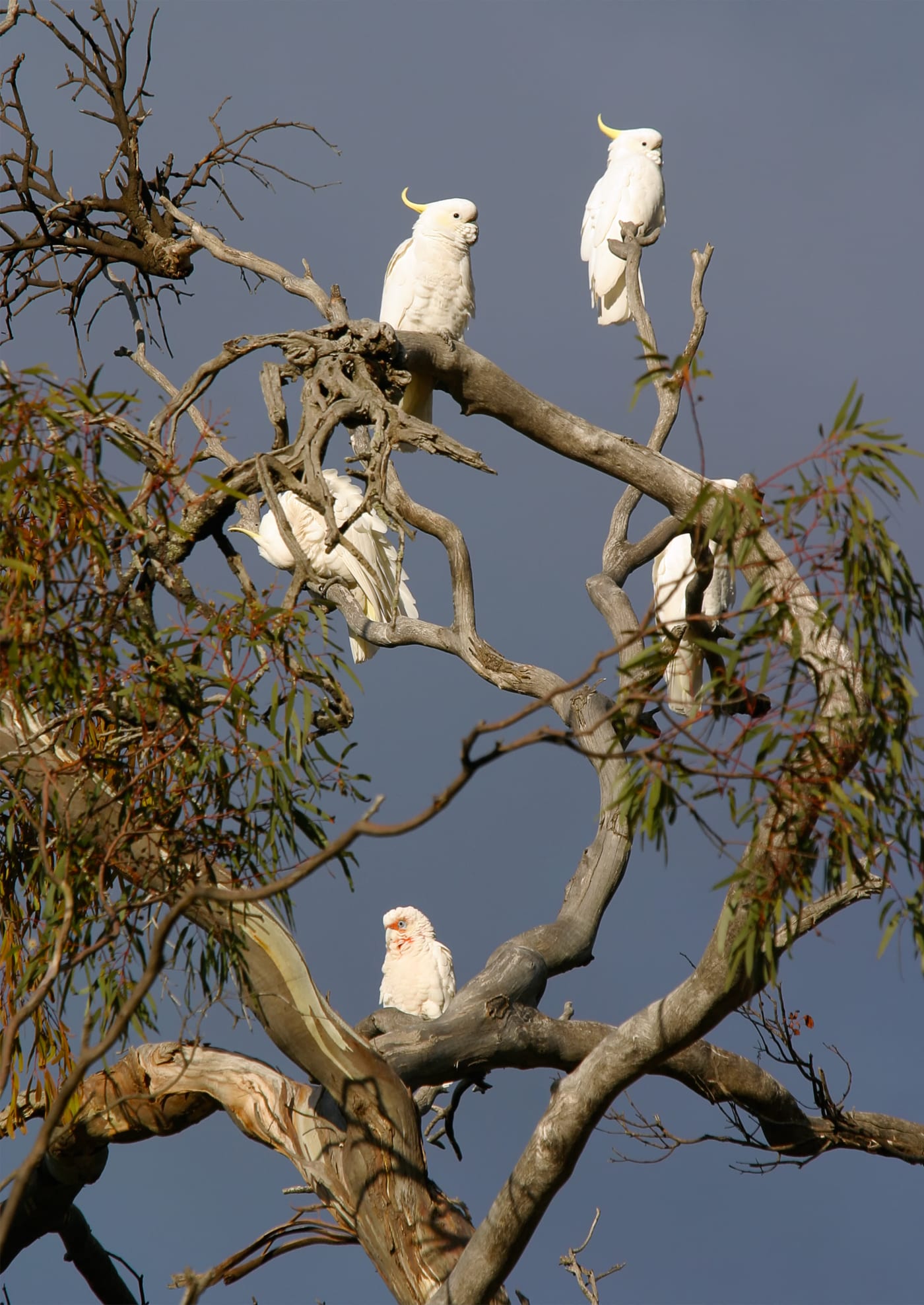 Sulphur-crested and Corella cockatoos in tree