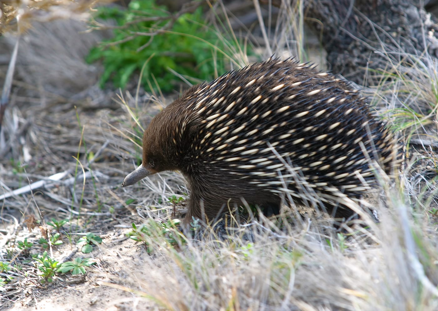 Echidna in grass