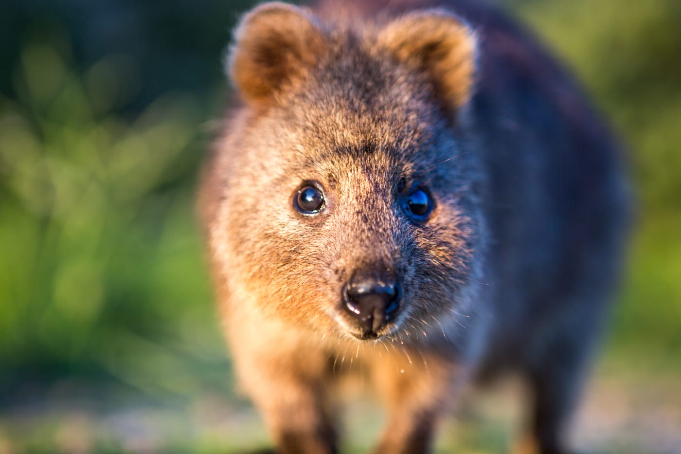 Quokka (setonix brachyurus), Rottnest Island, Western Australia.