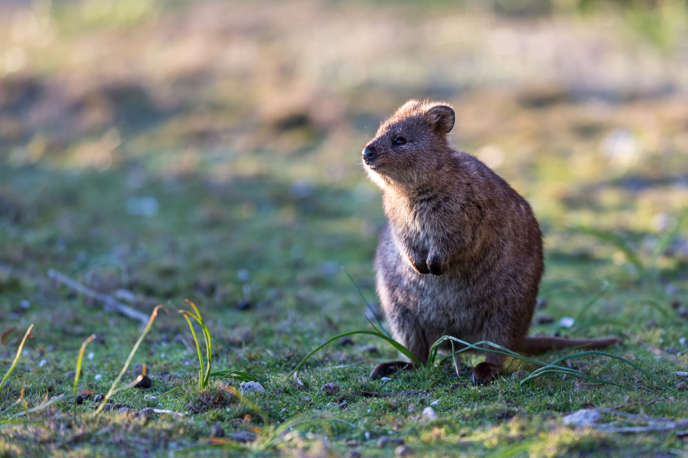 Quokka (setonix brachyurus), Rottnest Island, Western Australia