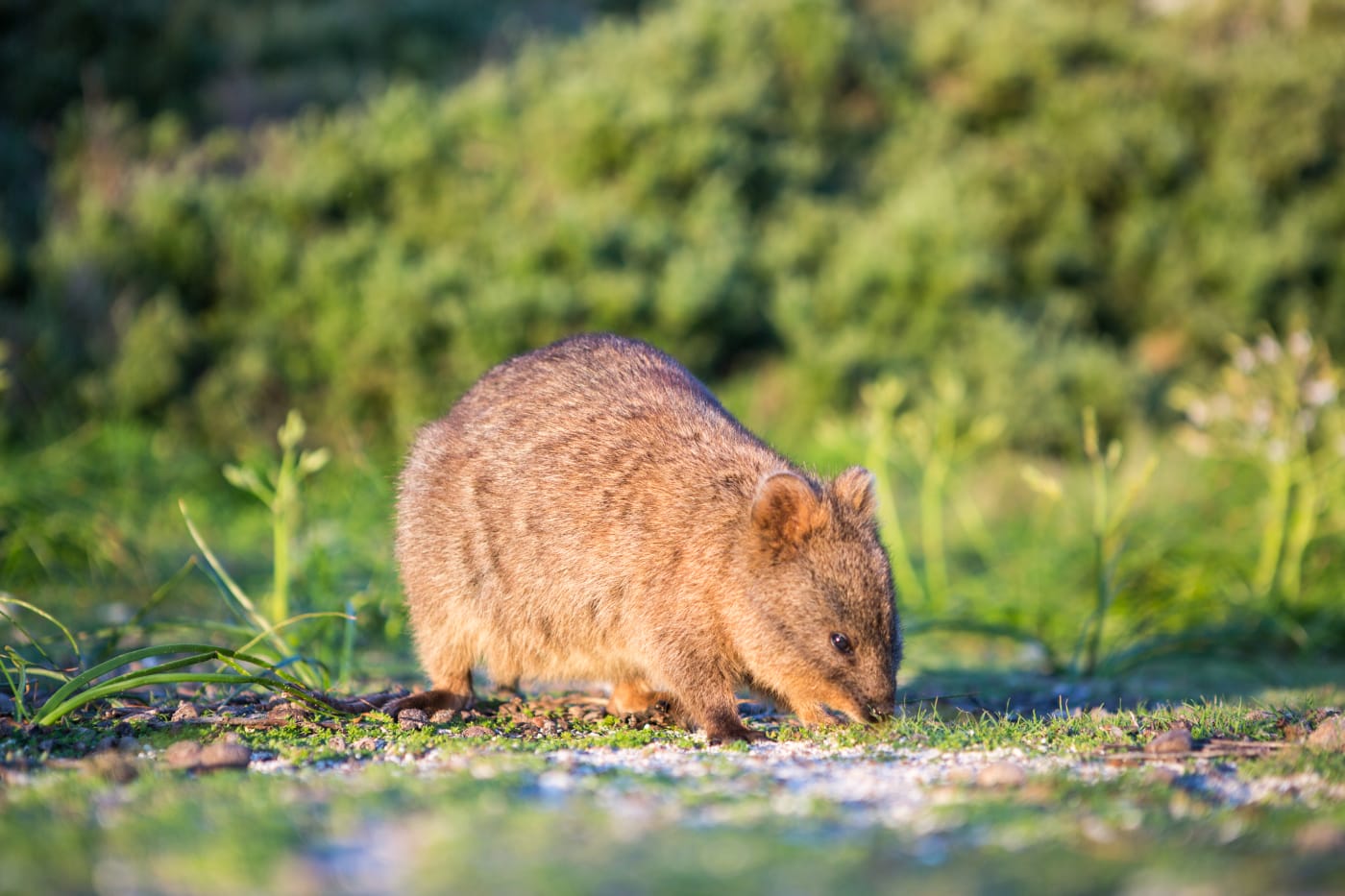 Quokka eating