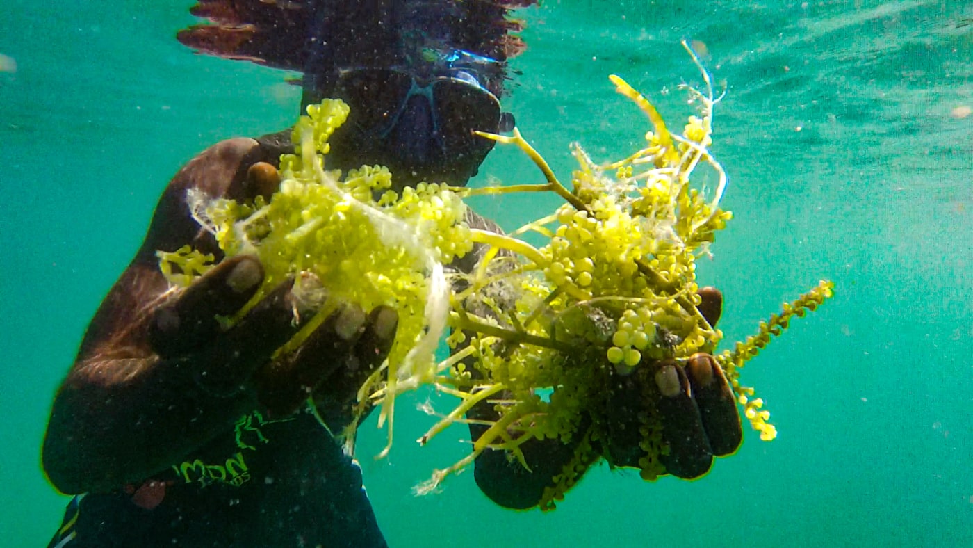 Alpha Ghelly works to manage the sustainable harvesting of sea grapes – a local food.