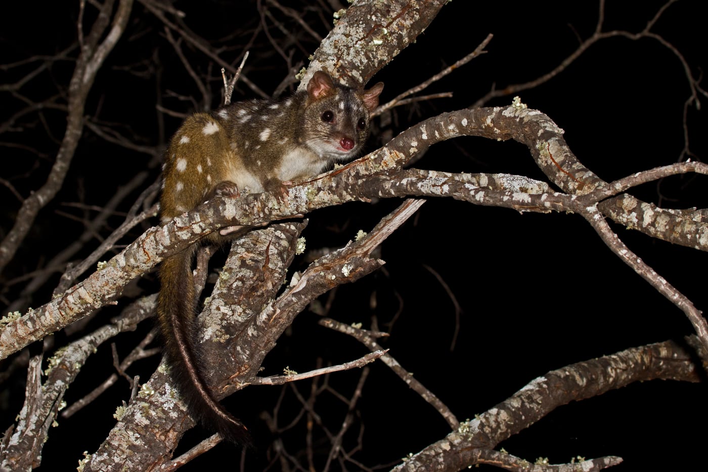 A chuditch / western quoll (Dasyurus geoffroii) in the Dryandra Woodlands, Western Australia.