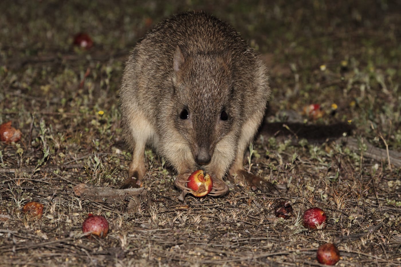 A woylie / brush-tailed bettong (Bettongia penicillata) eating a quandong in the Dryandra Woodlands, Western Australia, October 2015