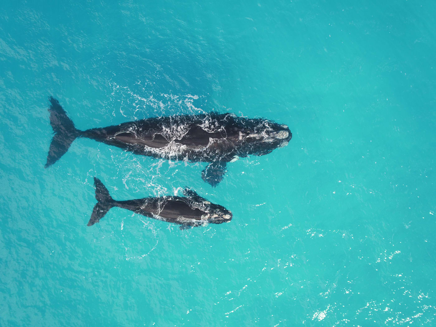 Pam and her calf on August 31 2016.