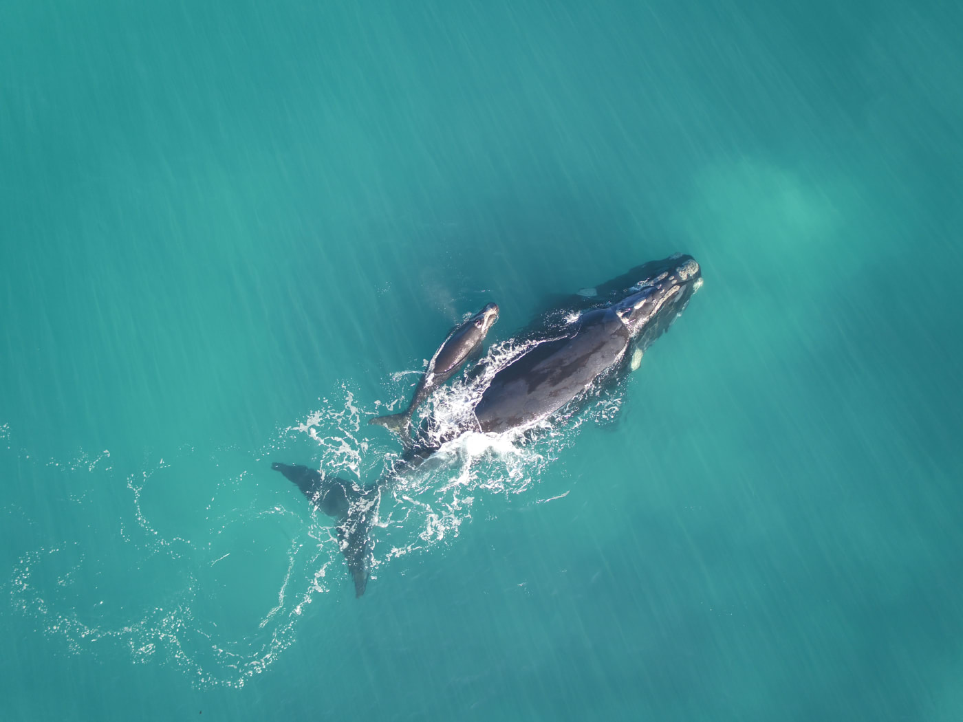 Southern right whale and calf along the coast of the Head of the BIght, South Australia.