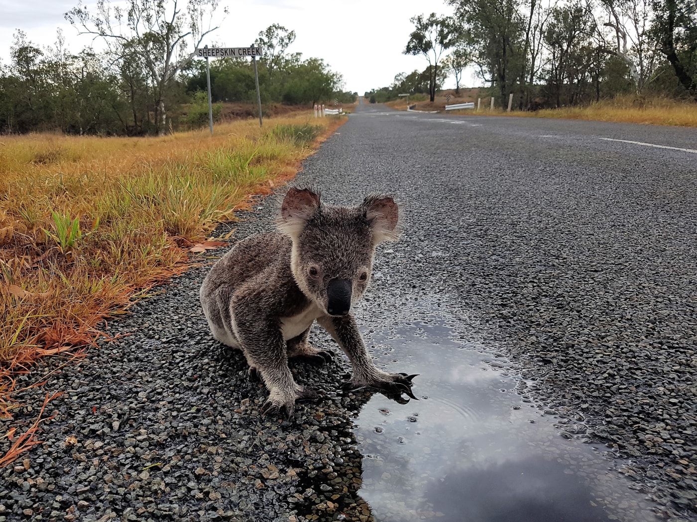 This koala was spotted having a drink on the Marlborough-Sarina Road in Central Queensland (near Mackay).
