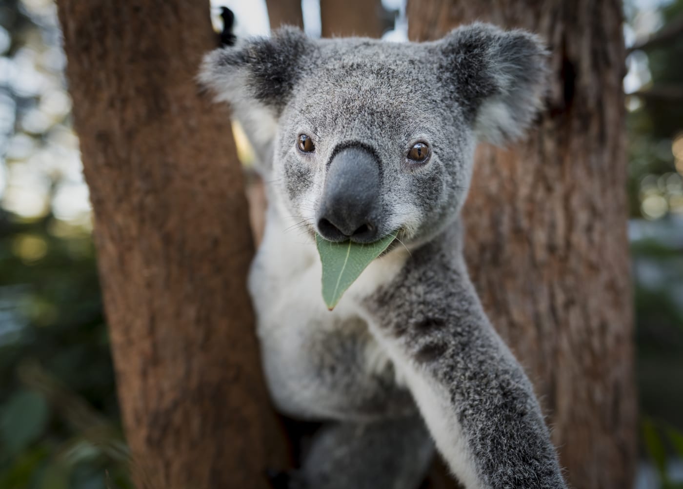 Koala eating a leaf in care, southeast Queensland, April 2017