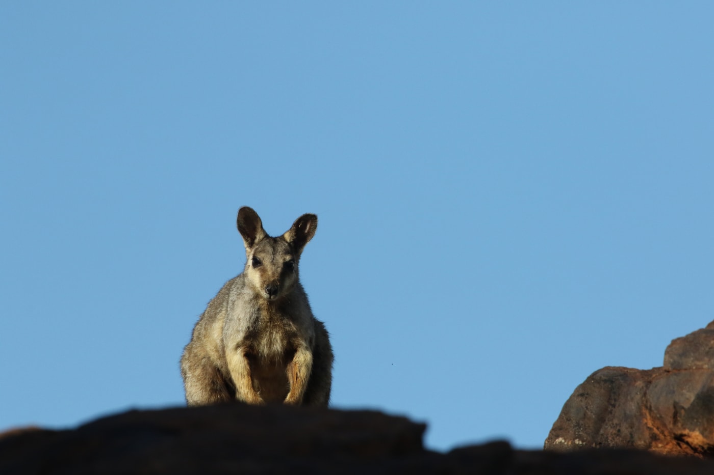 A wiliji (black-flanked rock-wallaby) being spotted during the survey, Erskine Range, west Kimberley, June 2016.
The survey team was made up of Nyikina Mangala Rangers, Jessica Chapman, contractor for WWF-Australia; Alexander Watson, WWF-Australia Kimberley Program Manager; Stafford Smith, Cybertracker officer from the Kimberley Land Council and Jacqueline Batrus, WWF-Australia intern.