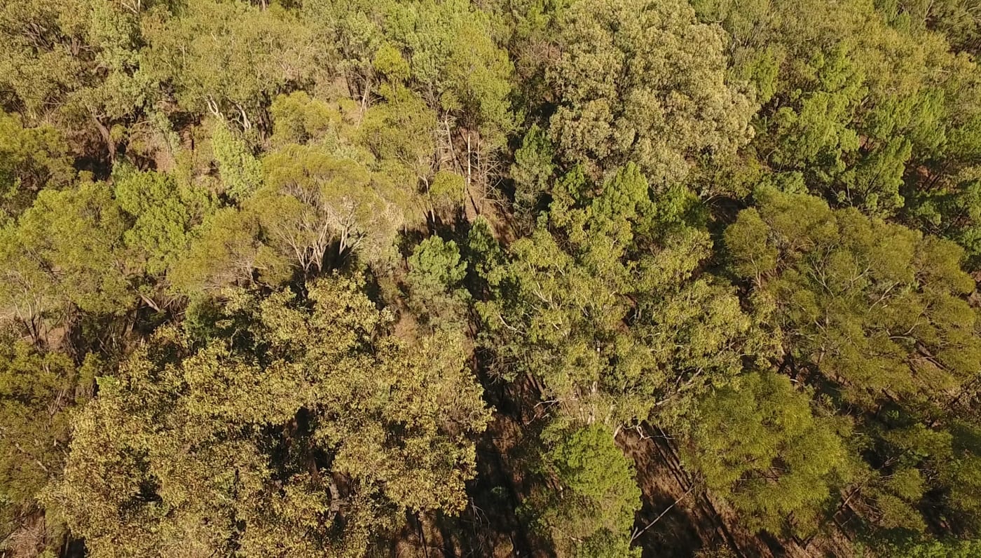Aerial view of native forest in the Miles area on the Western Downs, Queensland, May 2017. Photo supplied.