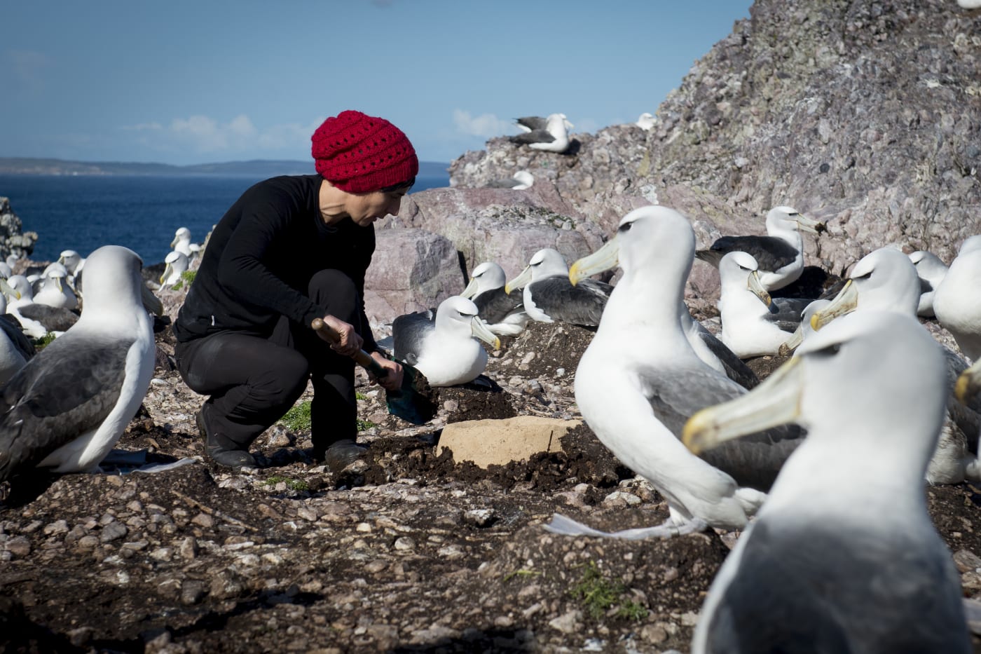 Dr Rachael Alderman (DPIPWE) installing an artificial nest, Albatross Island, June 2017