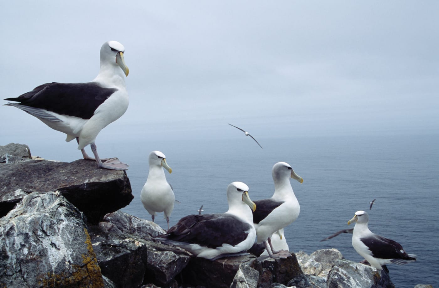 Shy albatross overlooking the ocean