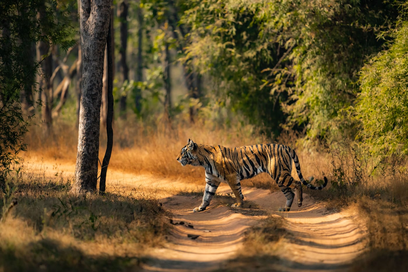 A wild tiger (Panthera tigris) crosses a dirt road in Bandhavgarh National Park, India. The tiger is walking across the frame with treesm jungle, and long dry grass in the background.
