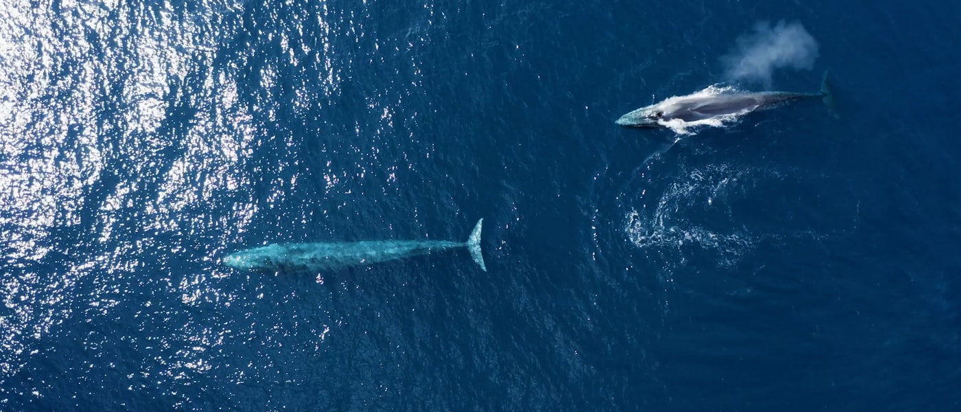 Aerial shot of fin whales