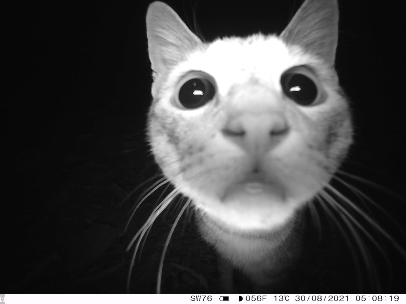 Feral cat caught on camera trap in Wilinggin IPA (Karunjie/Durack)