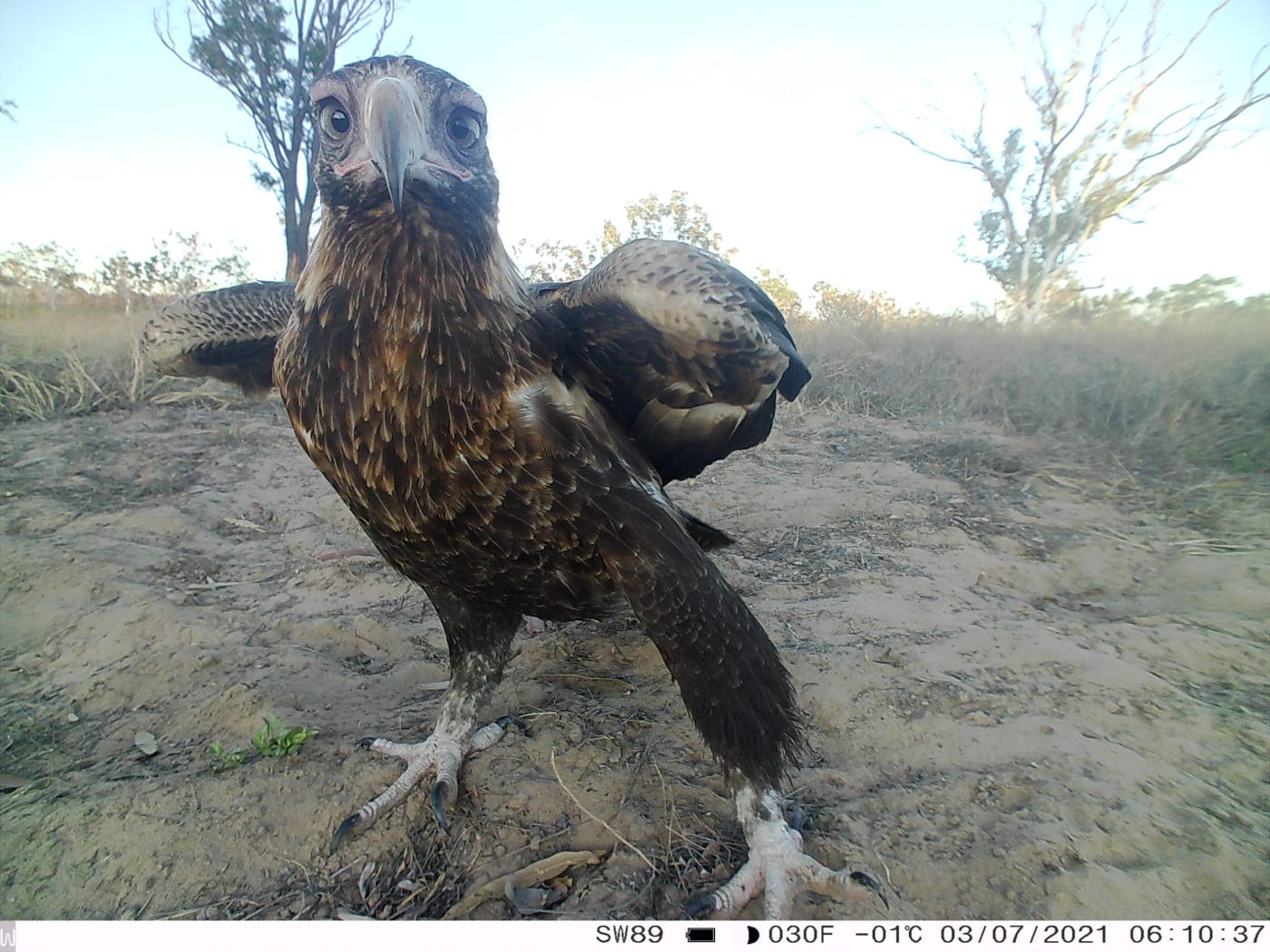 Camera trap image of wedge-tailed eagle on Karunjie-Durack.
