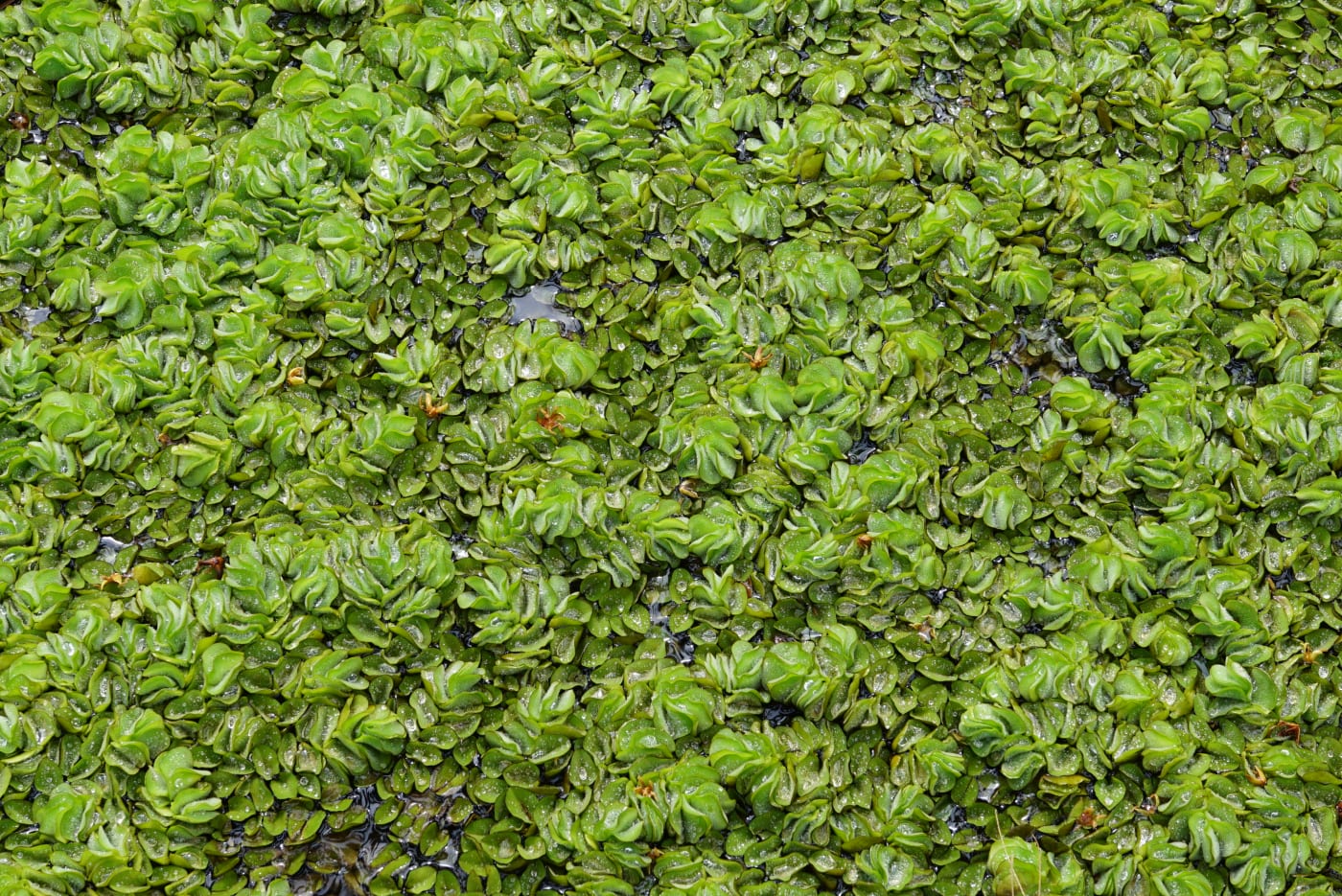 Salvinia molesta, an invasive weed affecting NT water bodies as well as other Australian states.