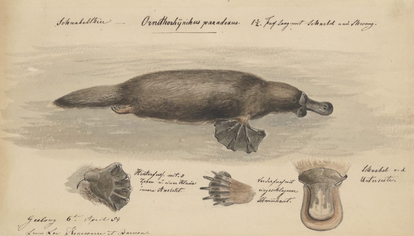 Watercolour and drawing of Australian Platypus