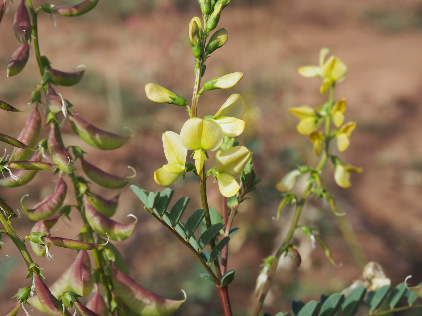 Yellow Swainson-Pea / Yellow Darling Pea - Swainsona pyrophila