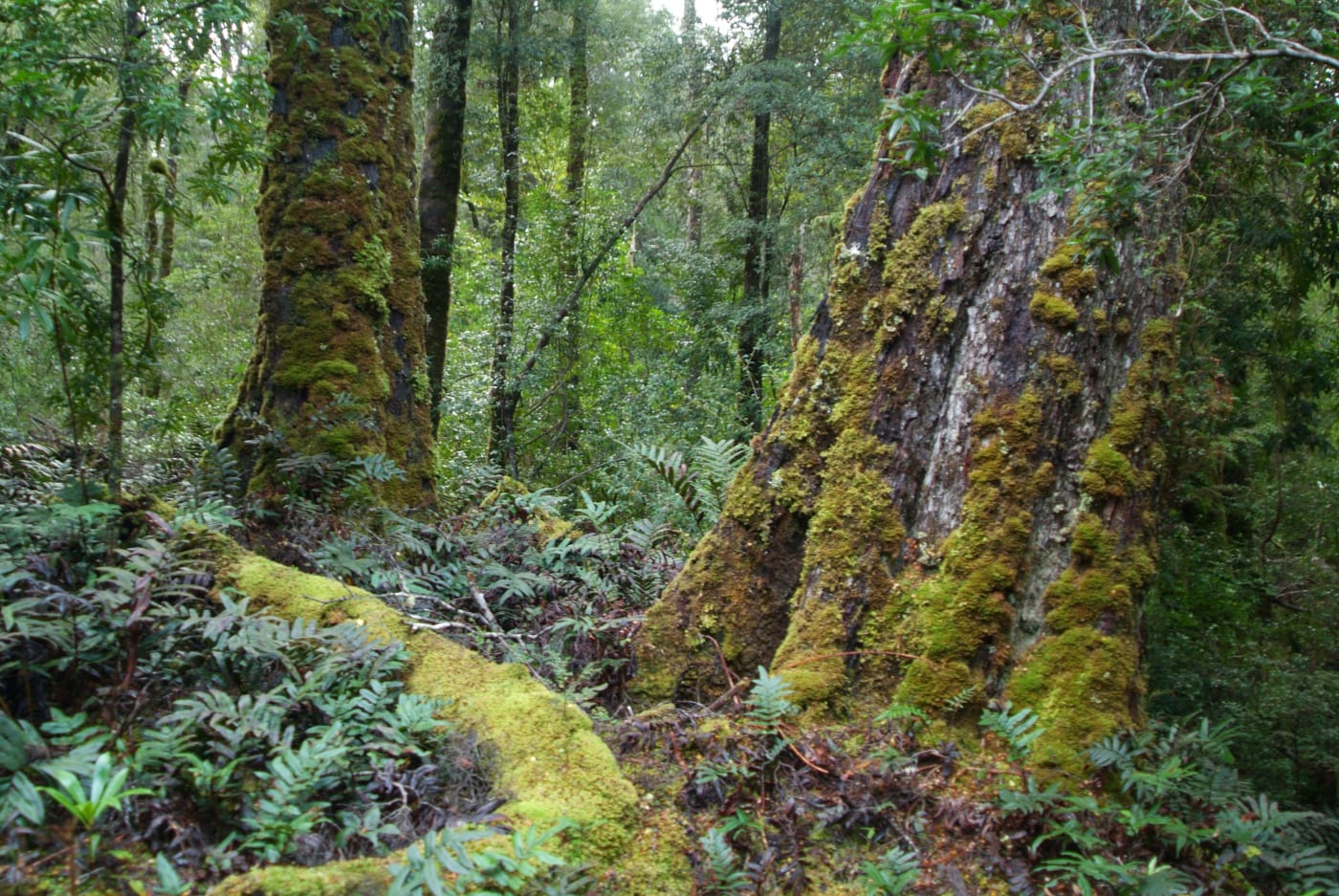 The Tarkine covers 450,000 hectares