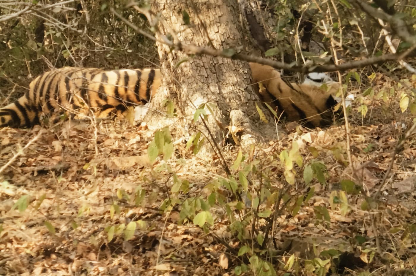 A tiger reclining behind a tree.
