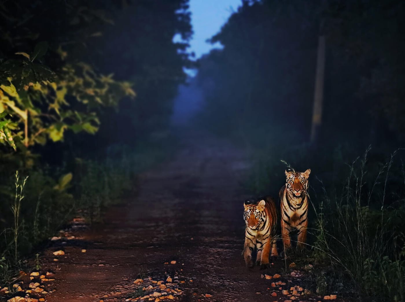 Two tigers walk towards the camera along a road at night.