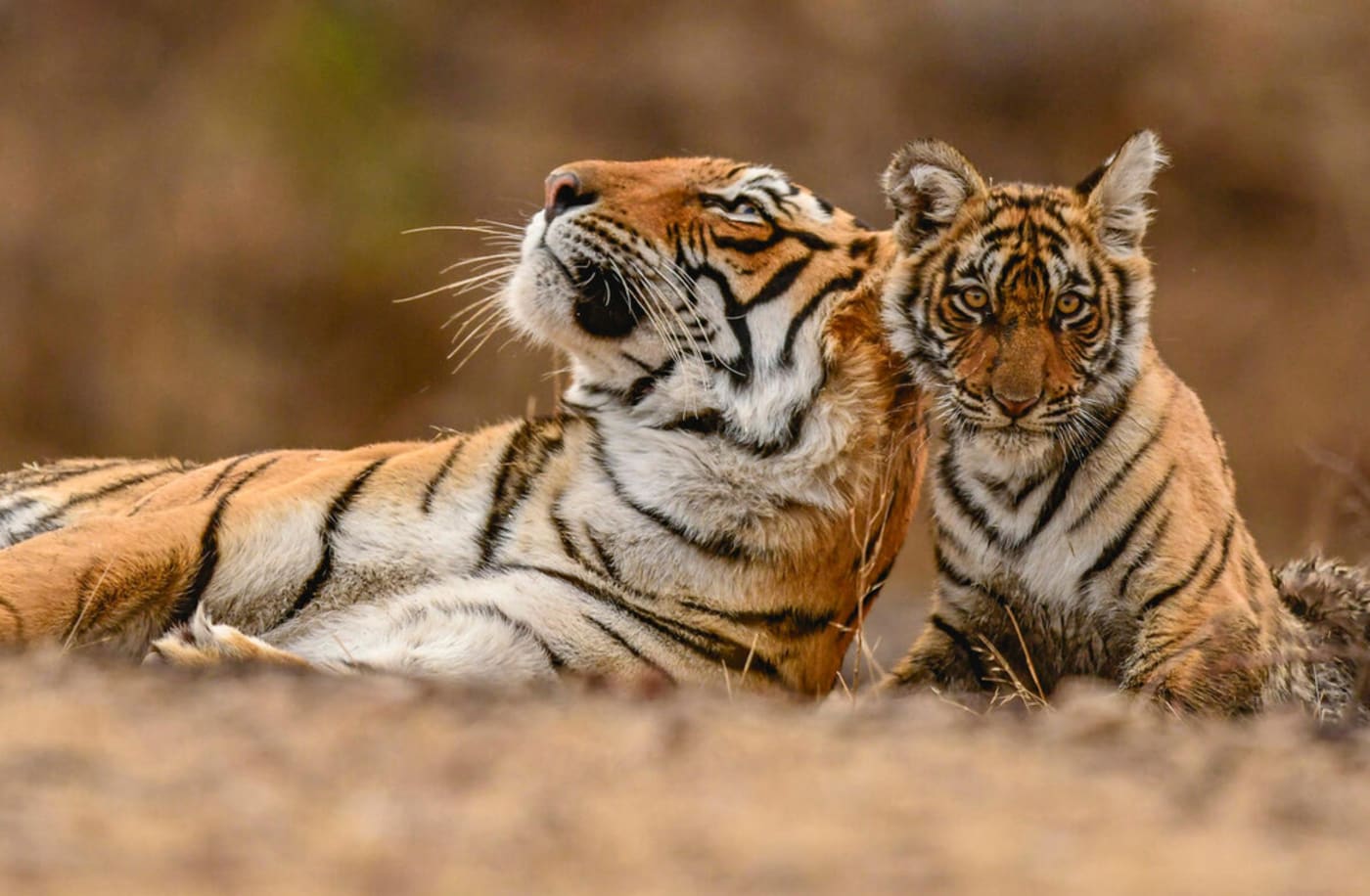 A tiger is laying on the ground while her cub sits alongside her and looks towards the camera.