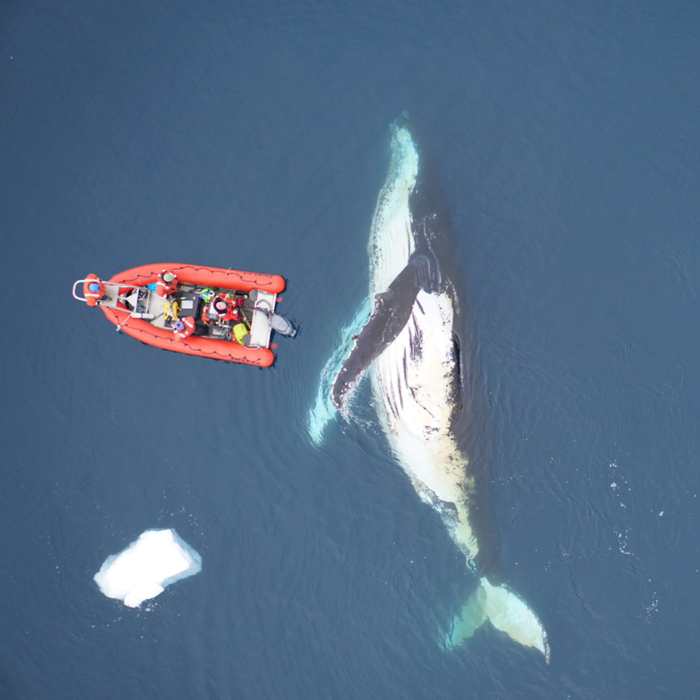 Scientists from UC Santa Cruz, Duke University and Stanford University demonstrates the scale of these ocean giants – humpback whales, Charlotte Bay, Antarctic Peninsula.