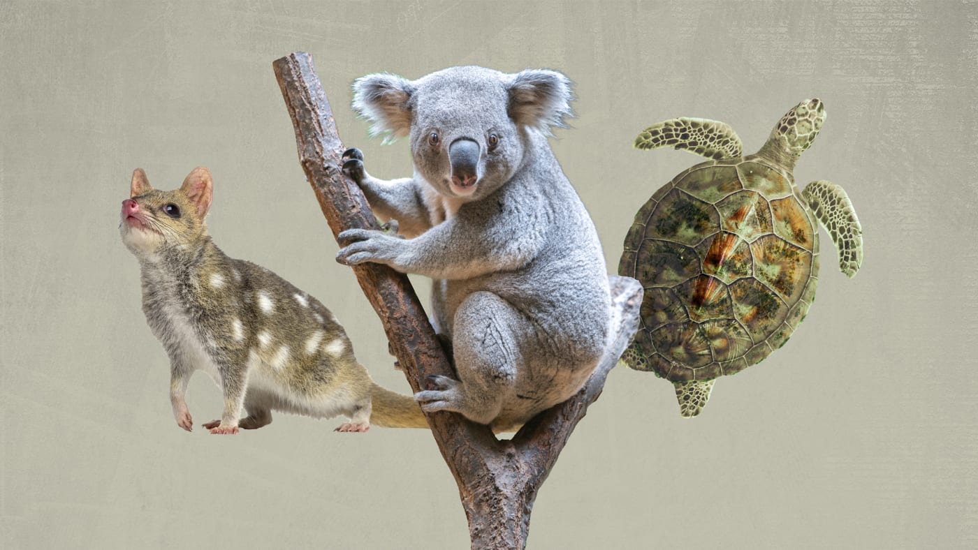 WWF Australia Protecting Wildlife and their Habitat WWF Australia