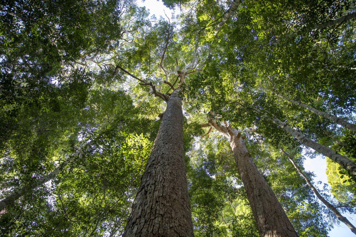 Forests of eastern Australia