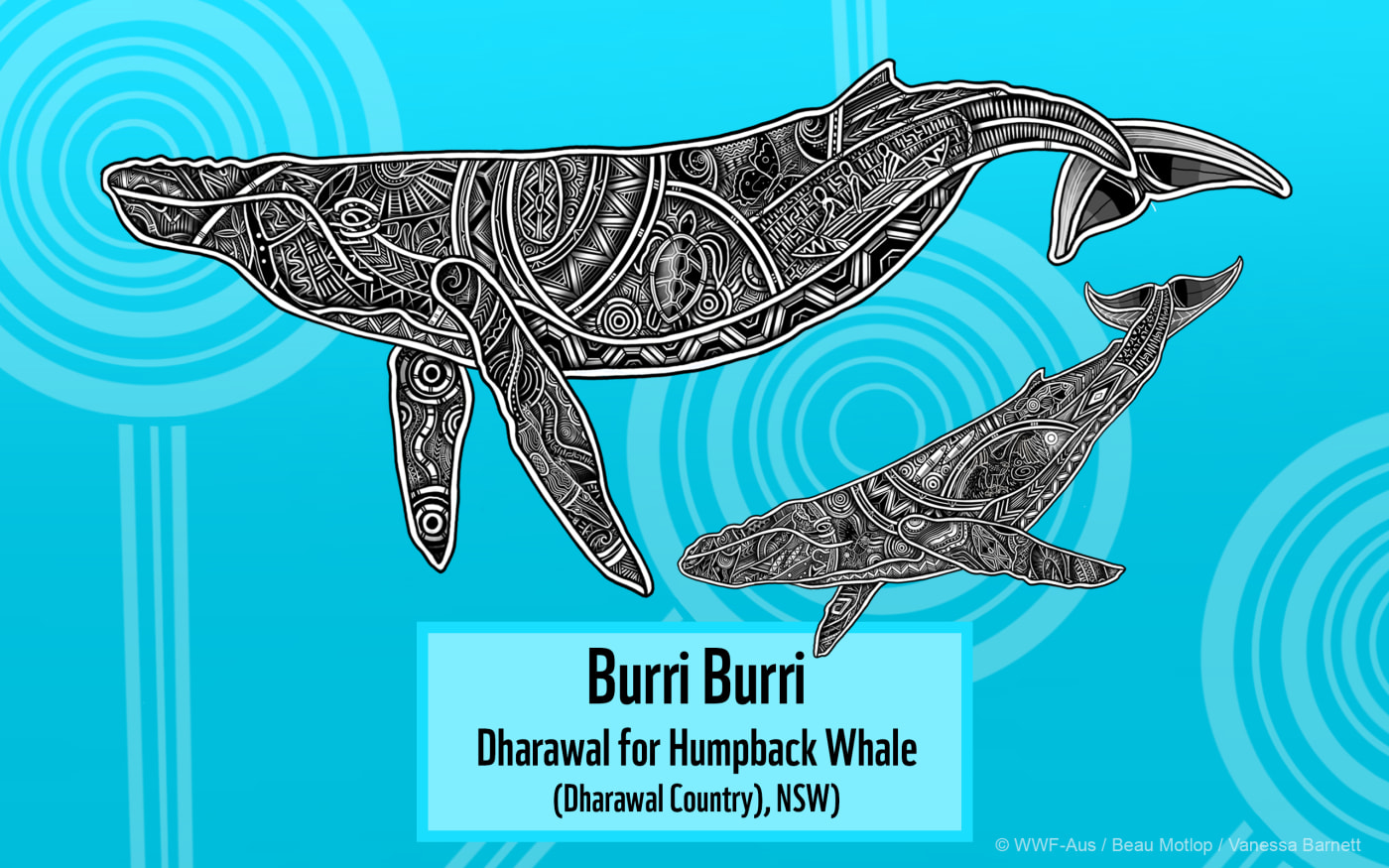 Indigenous Whale or Burri Burri Mother and Calf Art Desktop featuring Dharawal Name for Whale (2560x1600)