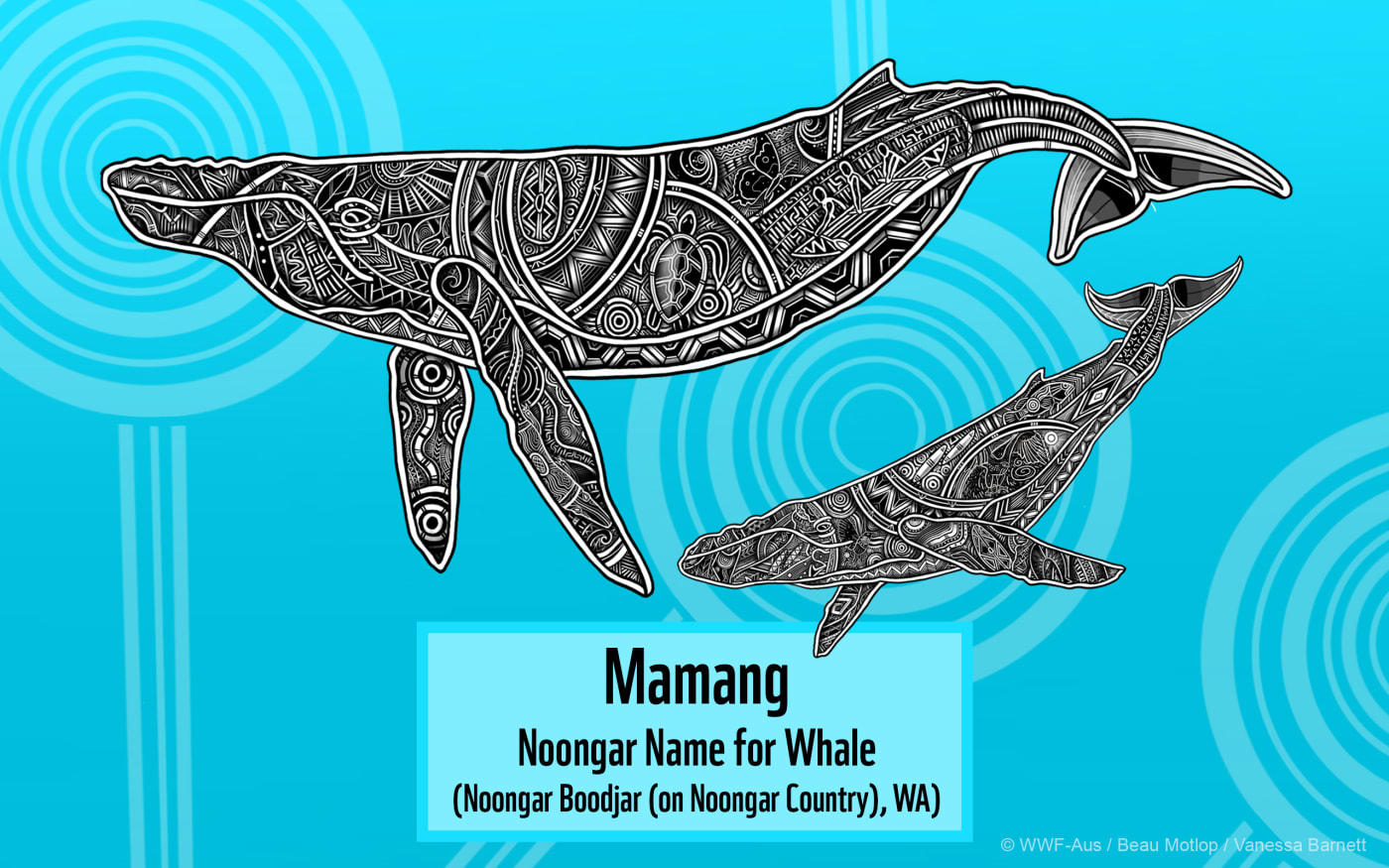 Indigenous Whale or Mamang Mother and Calf Art Desktop featuring Noongar Name for Whale (2560x1600)