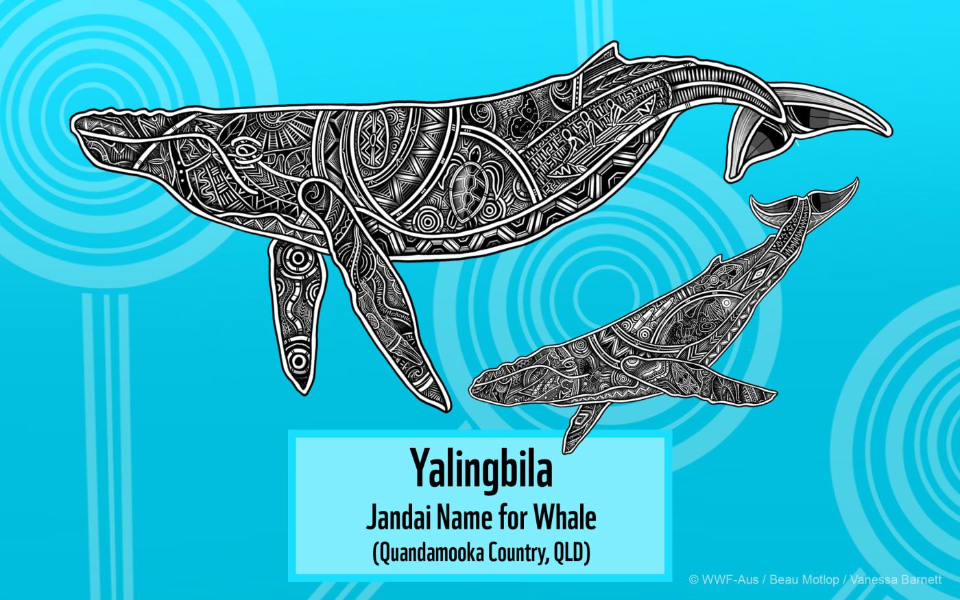 Indigenous Whale or Yalingbila Mother and Calf Art Desktop featuring Jandai Name for Whale (2560x1600)