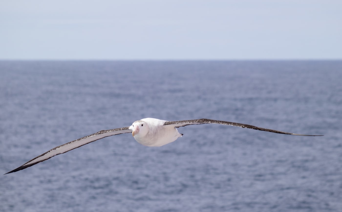 Wandering Albatross Bird in South Georgia