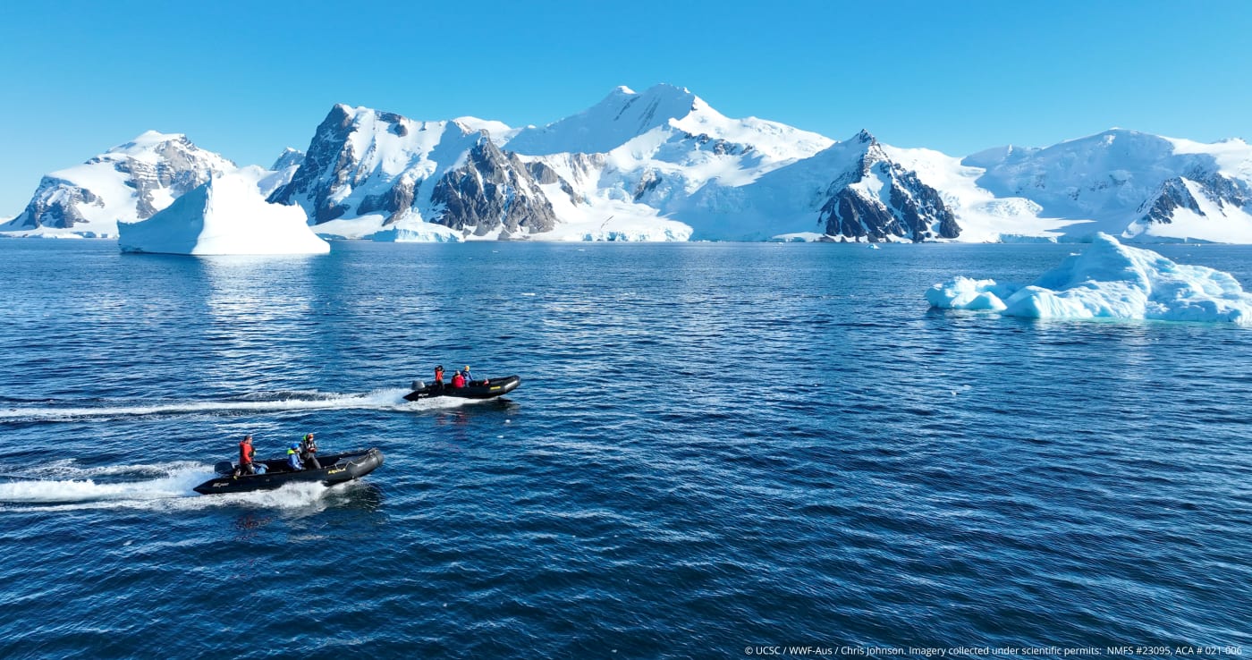 The team uses small Zodiac boats deployed from a ship to search for and study whales in one of the most spectacular and remote regions on earth.