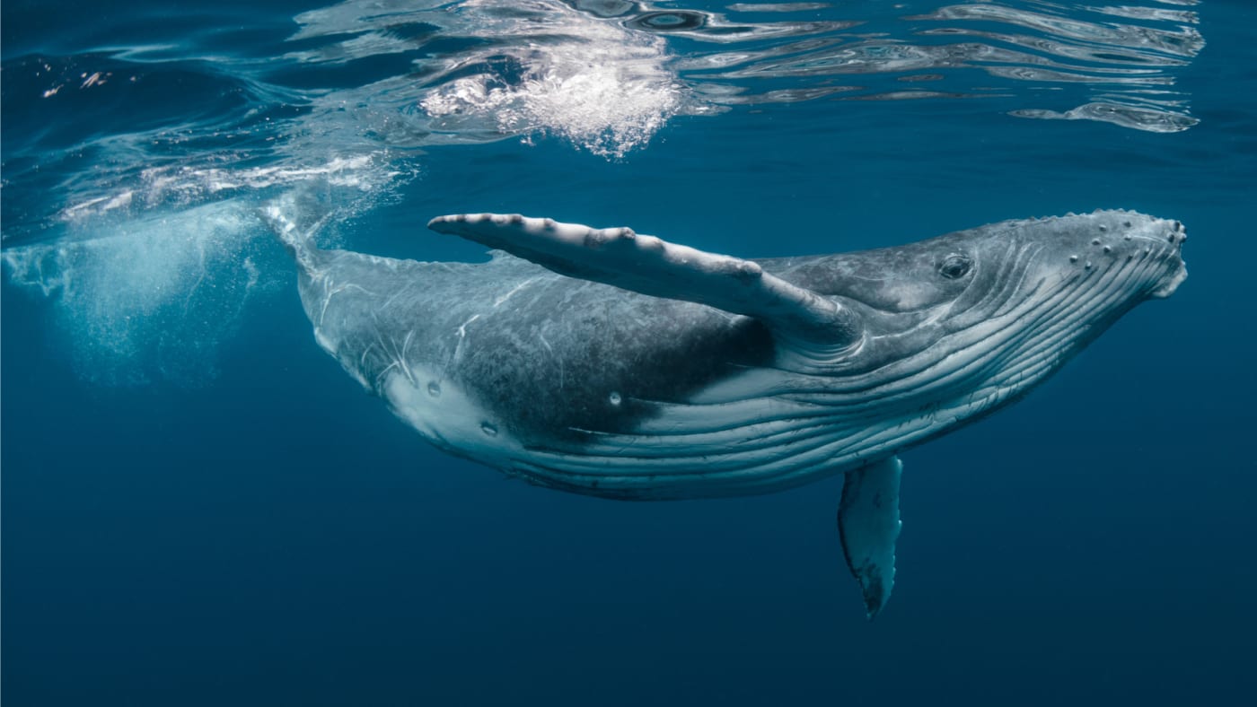 A baby humpback whale plays near the surface in blue water