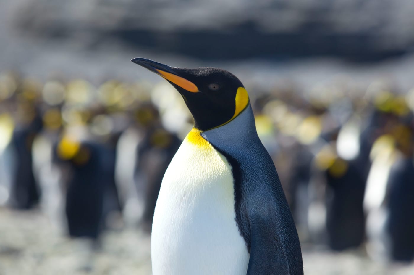 King penguin (Aptenodytes patagonicus), Antarctica.