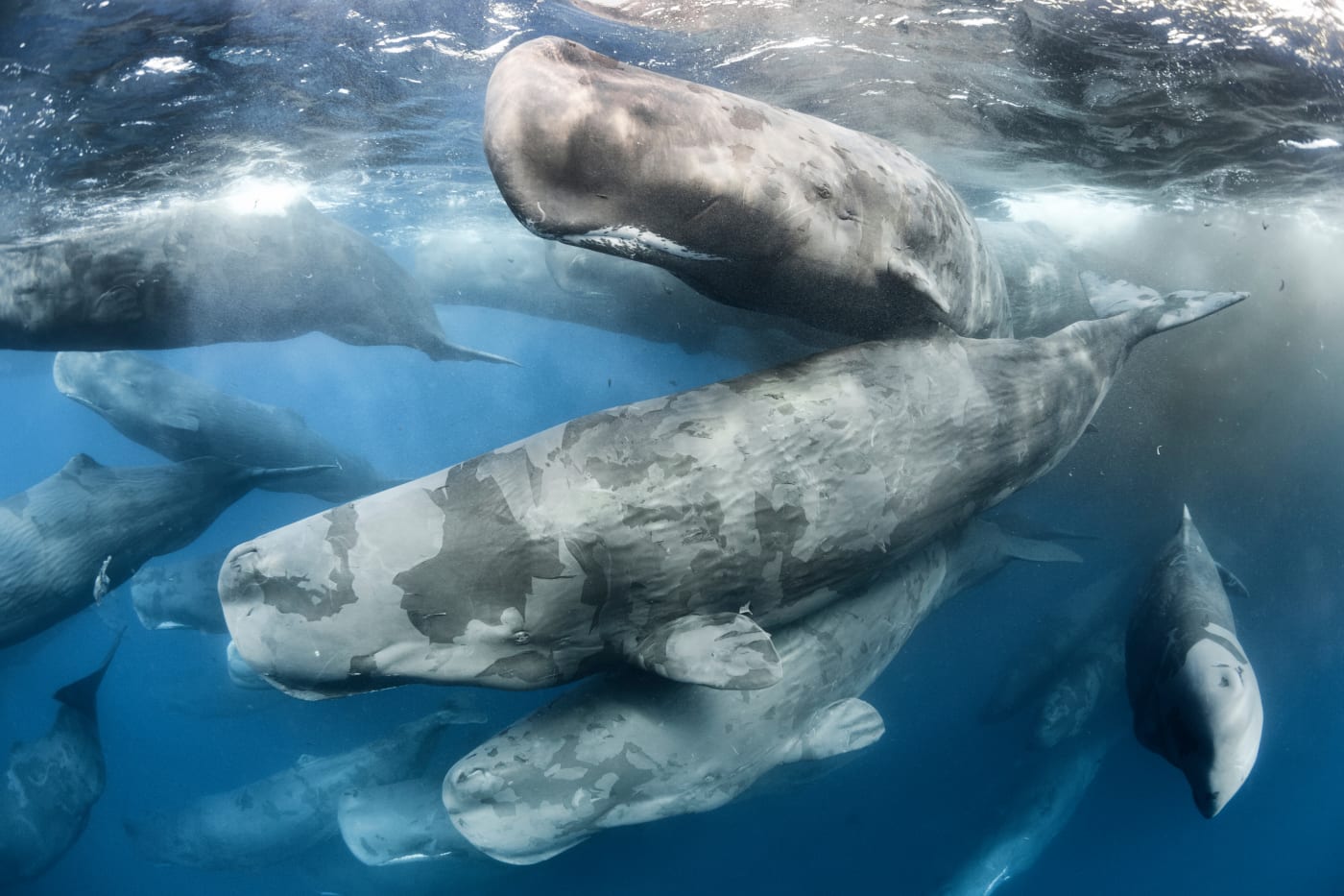 Large aggregation of Sperm whales (Physeter macrocephalus) engaged in social activity.